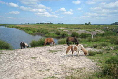 Woudbloem - Natuurgebied met ponies