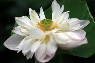 IMG_1046ES.jpg