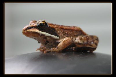 Fauna