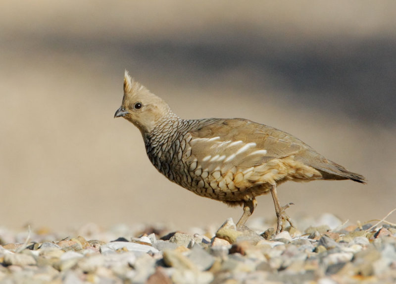 Scaled Quail