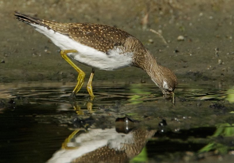 Solitary Sandpiper