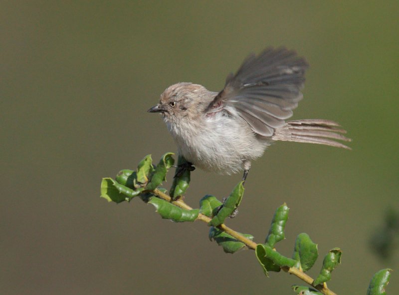 Bushtit, female