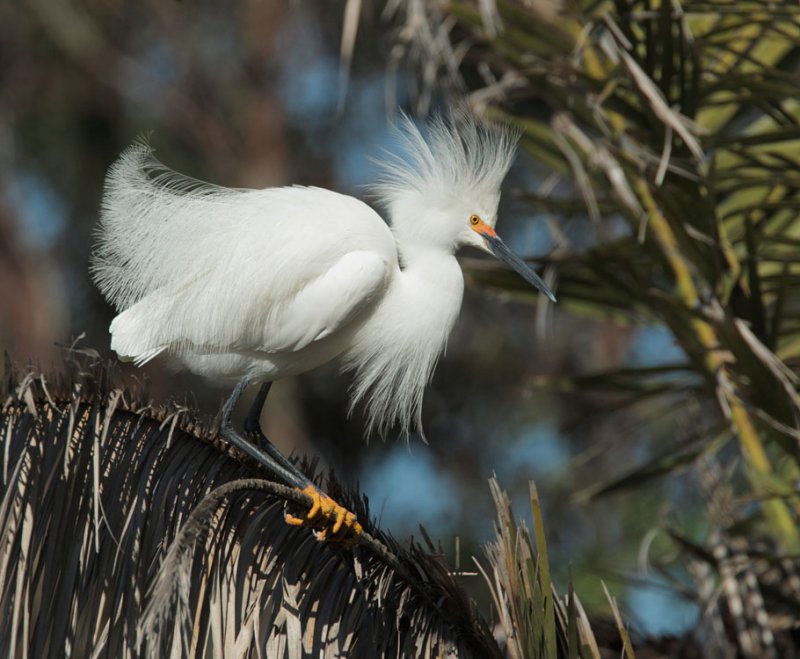 Snowy Egret, breeding plumage