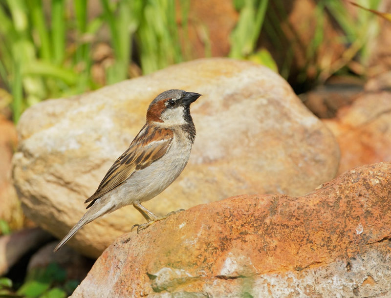 House Sparrow, male