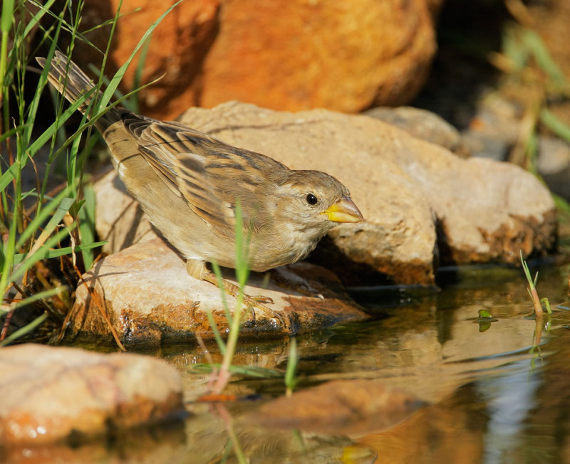 House Sparrow, female