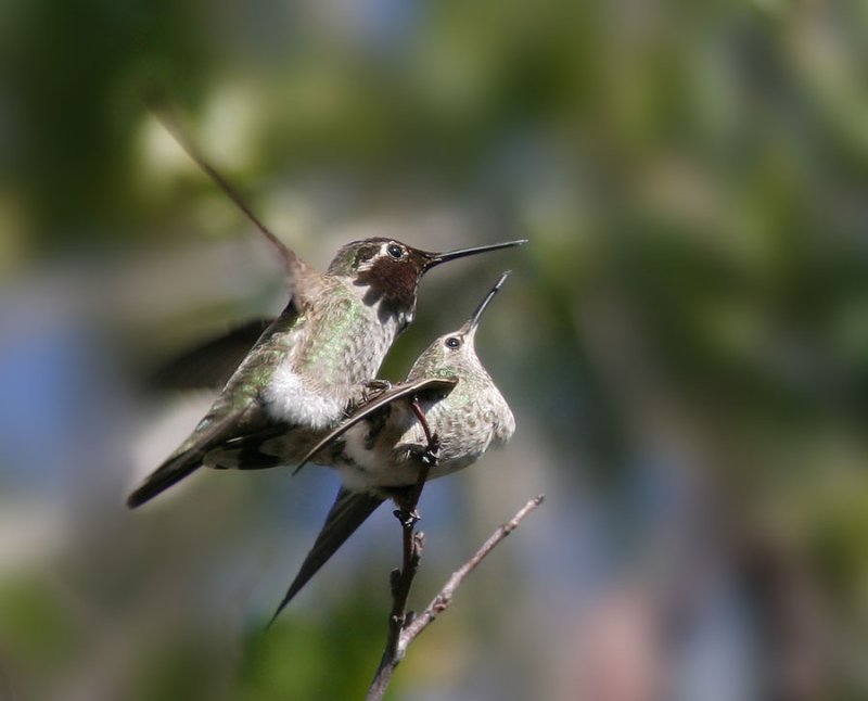 Annas Hummingbirds, mating