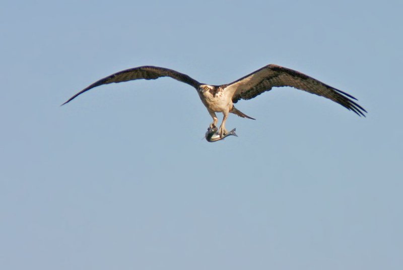 Osprey with fish