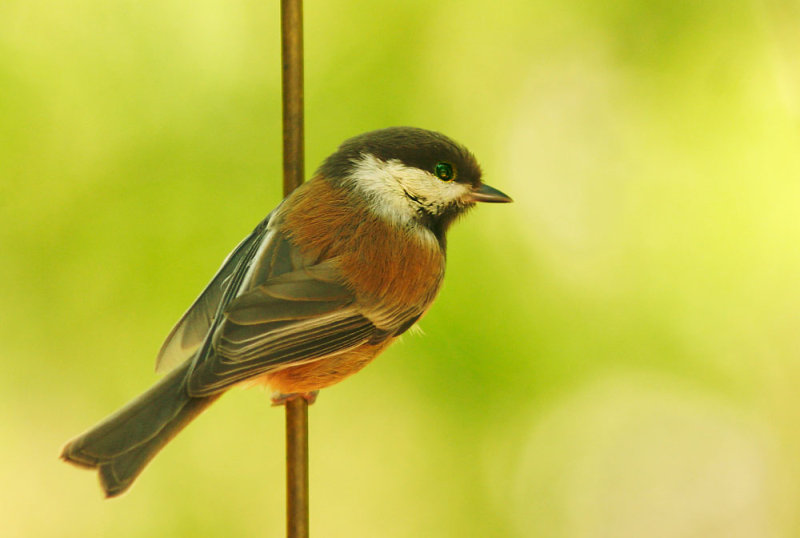 Chestnut-backed Chickadee*