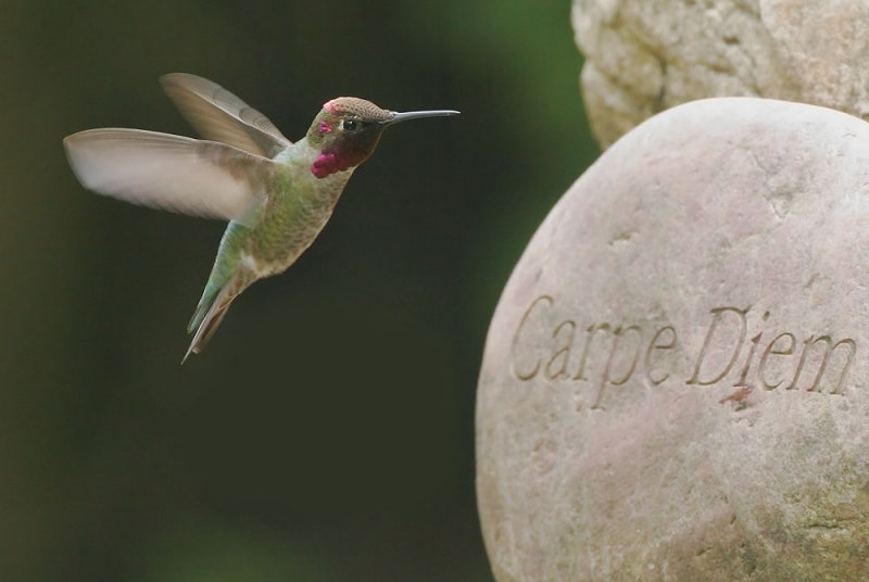 Annas Hummingbird, male, with message*
