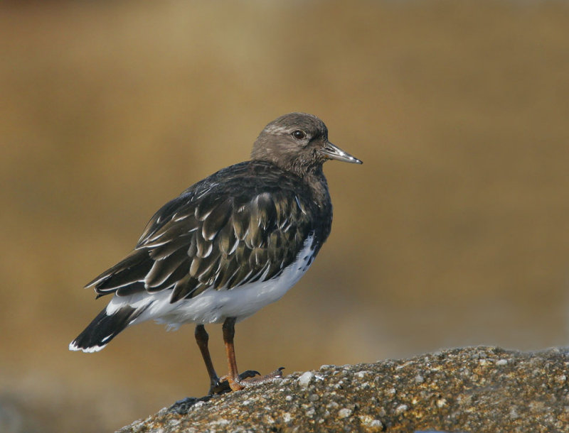 Black Turnstone