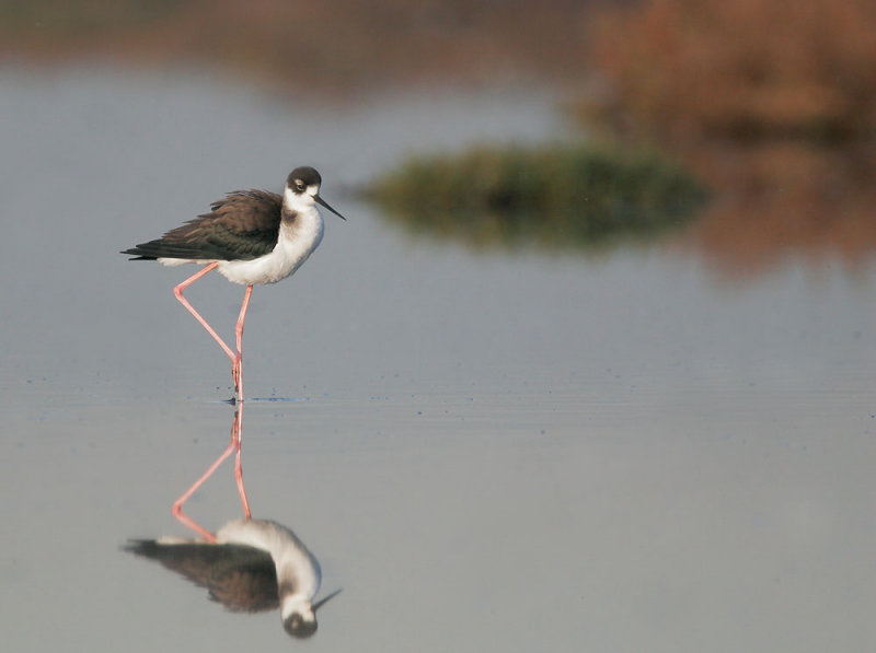Black-necked Stilt, female