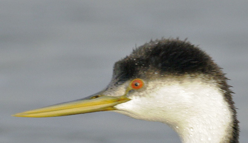 Grebe-Pillar.jpg