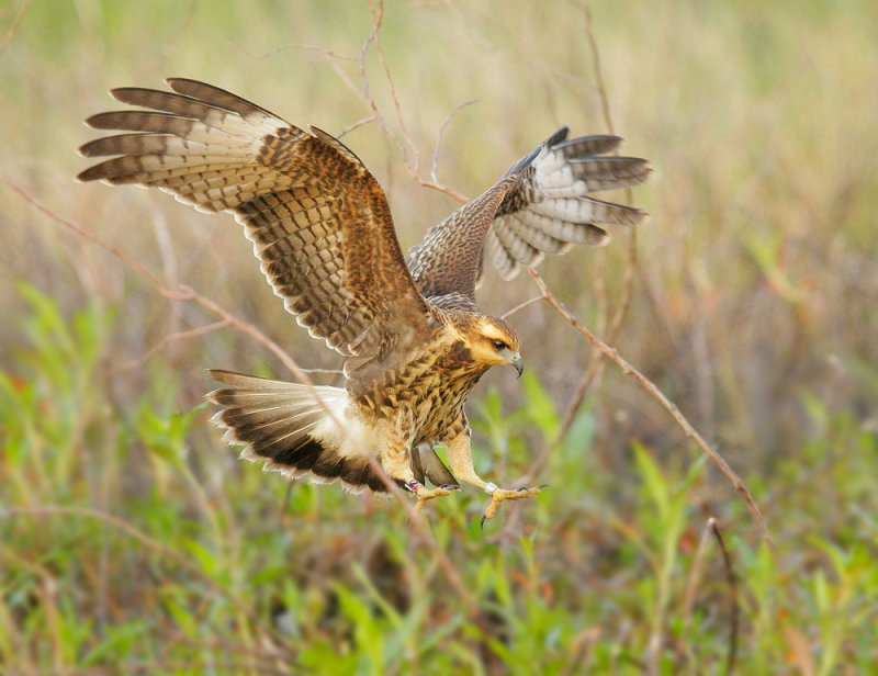 Snail Kite, juvenile