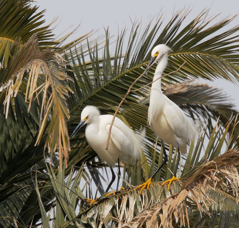 Snowy Egrets, pair with nesting material