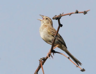 Cassin's Sparrow, singing