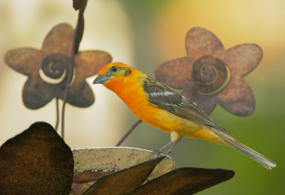 Flame-colored Tanager, male