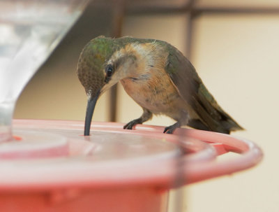 Lucifer Hummingbird, female