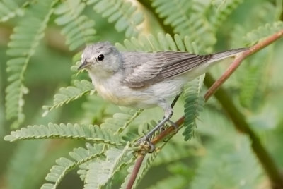 Lucy's Warbler