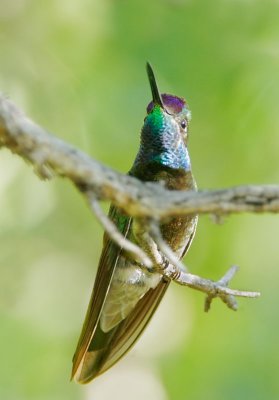 Magnificent Hummingbird, male