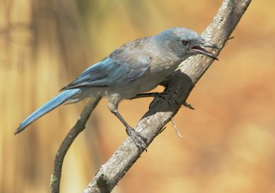 Mexican Jay