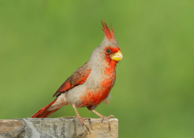 Pyrrhuloxia, male