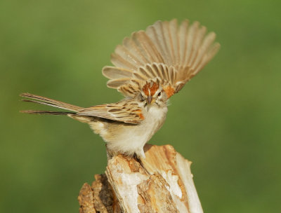 Rufous-winged Sparrow