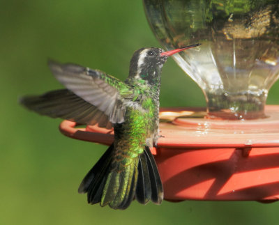 White-eared Hummingbird, male