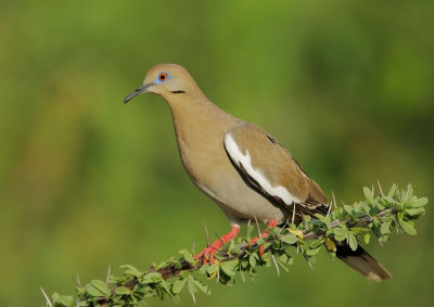 White-winged Dove