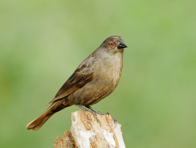 Bronzed Cowbird, female