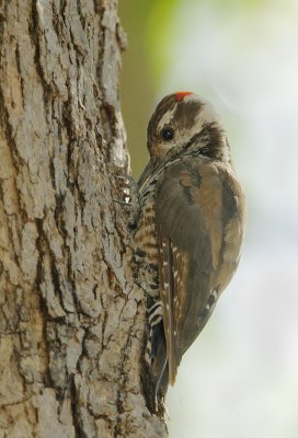 Arizona Woodpeckers