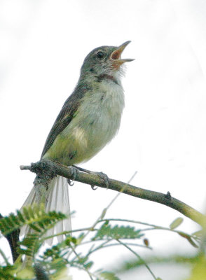 Bell's Vireo, singing