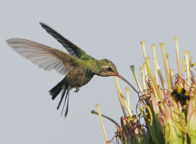 Broad-billed Hummingbird, female