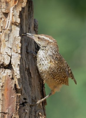 Cactus Wren