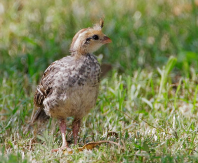 Gambels Quail, juvenile