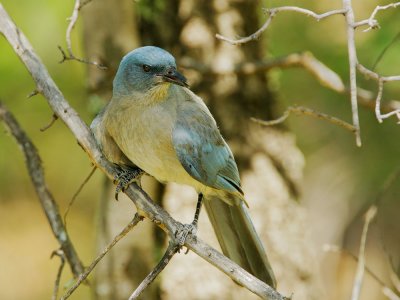 Mexican Jay