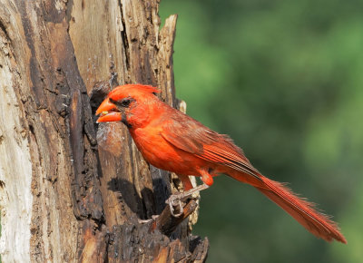 Northern Cardinal, male