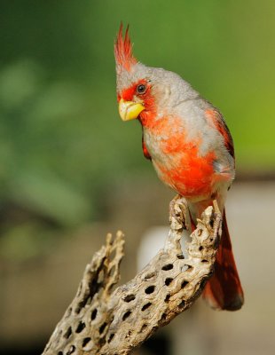 Pyrrhuloxia, male