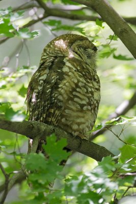 Spotted Owl