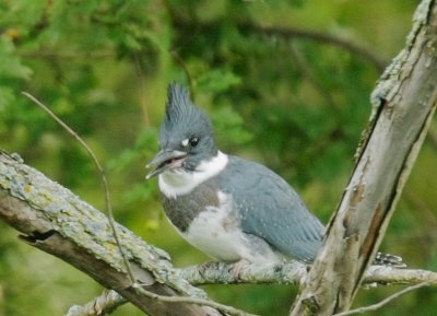 Belted Kingfisher, male