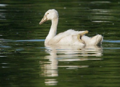Mute Swan, cygnet, white morph