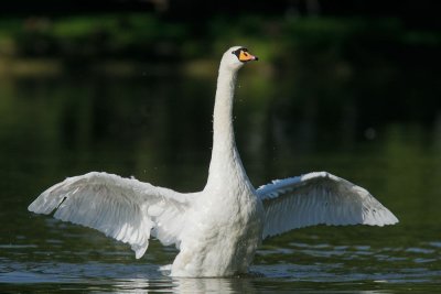 Mute Swan, displaying