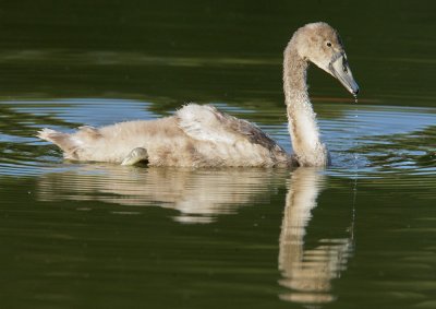 Mute Swan, cygnet, gray-brown morph