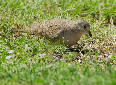 Inca Dove