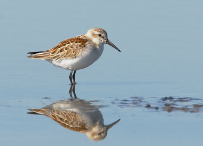 Western Sandpiper, juvenile