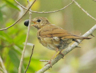 Swainson's Thrush, with coffeeberry