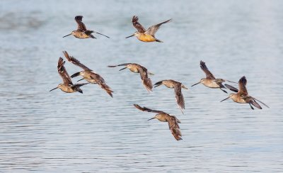 Long-billed (?) Dowitchers, flying