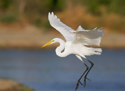 Great Egret, landing