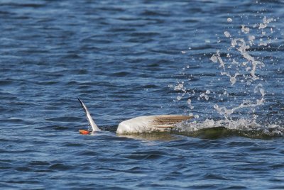 Caspian Tern, fishing