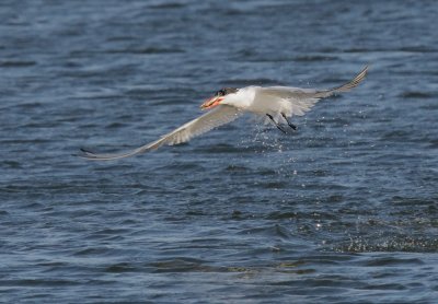 Caspian Tern, taking off with fish