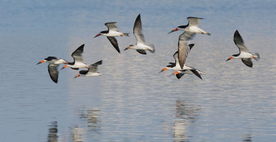 Black Skimmers, juvenile (center) with adults